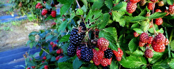 手作り工房きりん